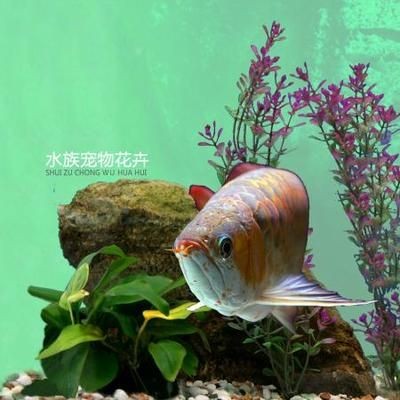 魟魚價格：魟魚價格信息：關于魟魚價格的信息請注意，請注意