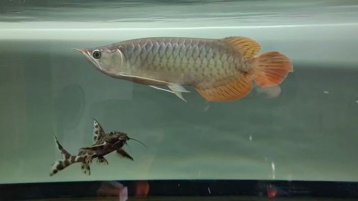 龍魚尾巴增生怎么辦vs祥龍魚場：龍魚尾巴增生怎么辦