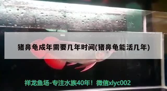 豬鼻龜成年需要幾年時間(豬鼻龜能活幾年)