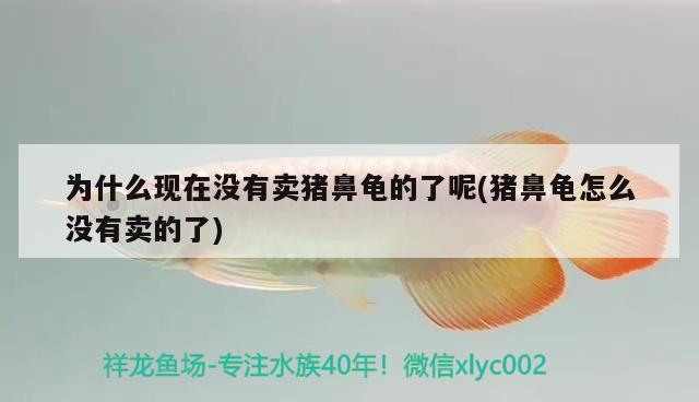 為什么現在沒有賣豬鼻龜的了呢(豬鼻龜怎么沒有賣的了)