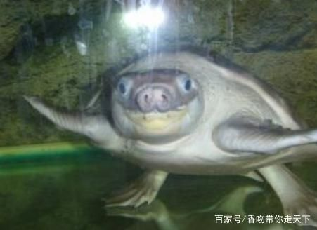 豬鼻龜是瀕危動物嗎