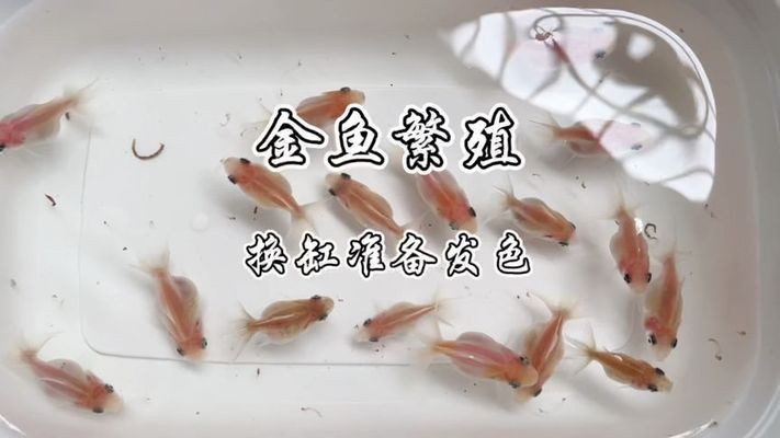 黑金魟魚繁殖環境布置技巧：黑金魟魚的繁殖環境布置技巧