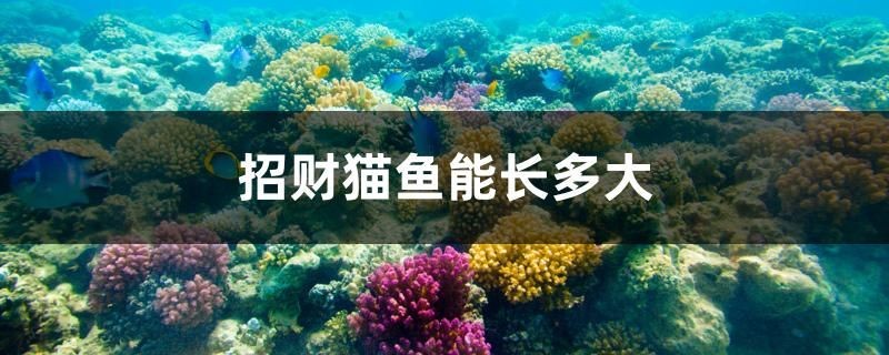 招財貓魚能長多大