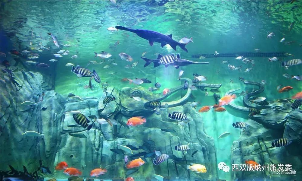 西雙版納傣族自治州水族館vs祥龍魚場（西雙版納傣族自治州水族館與祥龍魚場）