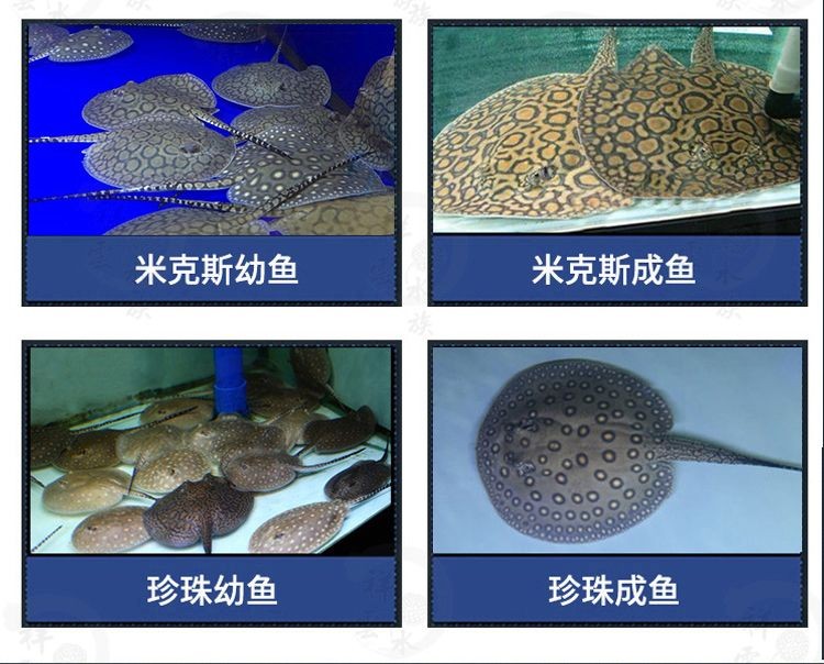 黑金魟魚飼料選擇技巧：黑金魟魚飼料品牌推薦