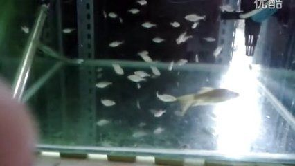 虎魚吃泥鰍活的可以嗎怎么喂養：虎魚可以喂食泥鰍嗎，虎魚吃泥鰍活的可以嗎怎么喂養