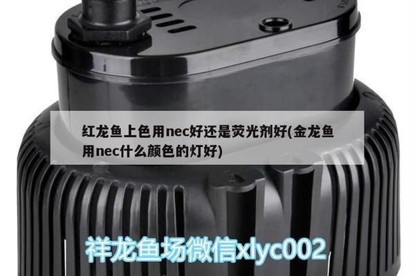 紅龍魚上色用nec好還是熒光：nec燈與熒光粉在紅龍魚上色方面具有明顯的優(yōu)勢