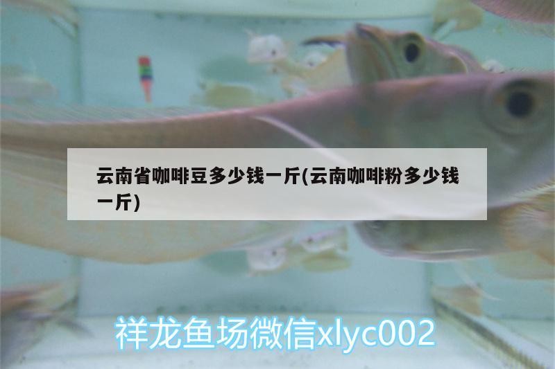 云南省咖啡豆多少錢一斤(云南咖啡粉多少錢一斤) 云南省咖啡豆多少錢一斤(云南咖啡粉多少錢一斤) 馬來西亞咖啡