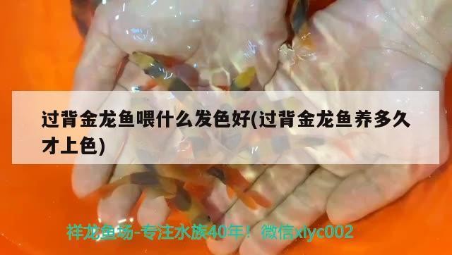 過(guò)背金龍魚喂什么發(fā)色好(過(guò)背金龍魚養(yǎng)多久才上色)