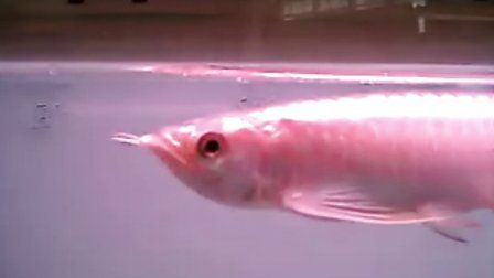 1.8米魚(yú)缸用多大水泵：1.8米魚(yú)缸用多大水泵，適合1.8米魚(yú)缸的水泵