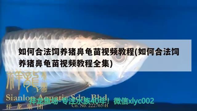 如何合法飼養豬鼻龜苗視頻教程(如何合法飼養豬鼻龜苗視頻教程全集)