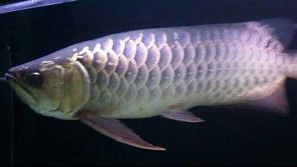 AC龍魚品牌AC龍魚品牌（紅龍魚哪個品牌最好）：探討紅龍魚哪個品牌最好