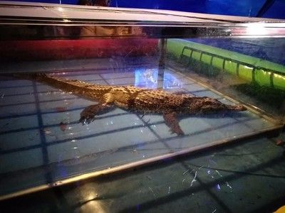 汕頭水族館vs祥龍魚場（汕頭水族館與祥龍魚場各有其特點和優勢）