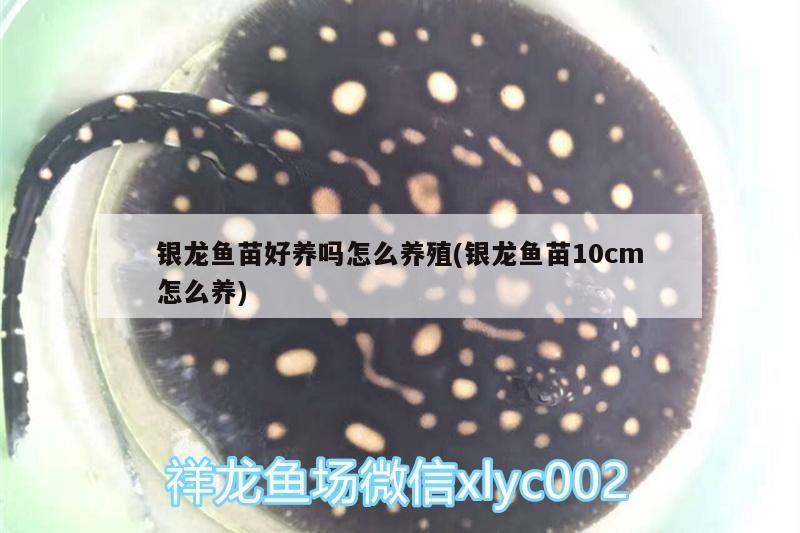 銀龍魚苗好養嗎怎么養殖(銀龍魚苗10cm怎么養)