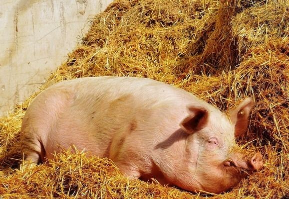 龍魚(yú)用青霉素治療用量多少毫升vs祥龍魚(yú)場(chǎng)：龍魚(yú)用藥劑量計(jì)算公式青霉素治療用量多少毫升
