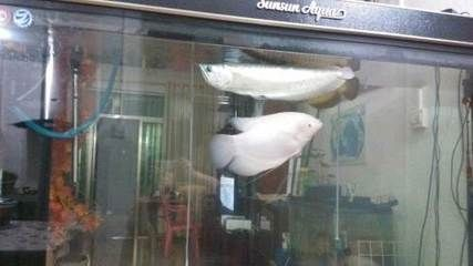 海口龍魚vs祥龍魚場(海口祥龍魚場和祥龍魚場各有優(yōu)勢) 全國水族館企業(yè)名錄 第3張 海口龍魚vs祥龍魚場(海口祥龍魚場和祥龍魚場各有優(yōu)勢) 海口龍魚vs祥龍魚場(海口祥龍魚場和祥龍魚場各有優(yōu)勢) 全國水族館企業(yè)名錄 第3張