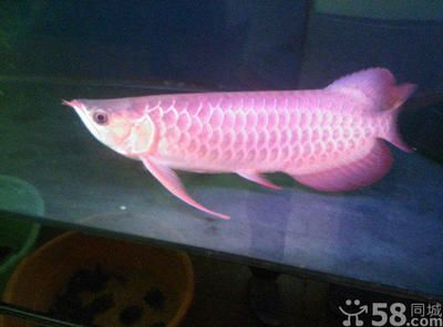 海口龍魚vs祥龍魚場(海口祥龍魚場和祥龍魚場各有優(yōu)勢) 全國水族館企業(yè)名錄 第6張 海口龍魚vs祥龍魚場(海口祥龍魚場和祥龍魚場各有優(yōu)勢) 海口龍魚vs祥龍魚場(海口祥龍魚場和祥龍魚場各有優(yōu)勢) 全國水族館企業(yè)名錄 第6張