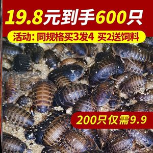 紅龍魚(yú)能喂大麥蟲(chóng)嗎：紅龍魚(yú)可以喂養(yǎng)大麥蟲(chóng)但需要注意適量和頻率和頻率