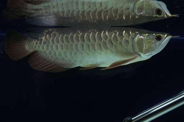 金龍魚鱗片怎么區(qū)分【B過背金龍魚是什么意思】