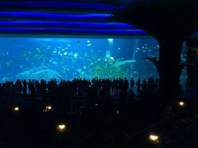珠海水族館vs祥龍魚場（探討珠海水族館與祥龍魚場之間的差異）