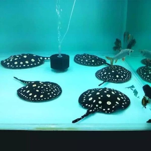 魟魚換水的最佳時(shí)機(jī)：魟魚換水的最佳時(shí)機(jī)是什么時(shí)候？