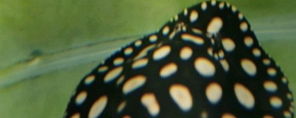 魟魚換水的最佳時(shí)機(jī)：魟魚換水的最佳時(shí)機(jī)是什么時(shí)候？