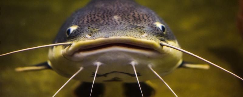 龍魚鰓蓋凸起的恢復(fù)時(shí)間取決于多種因素，ai解讀龍魚鰓蓋凸起的恢復(fù)時(shí)間取決于多種因素