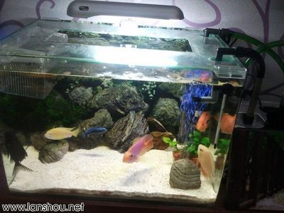 大洋魚缸怎么樣養魚:養魚的注意事項