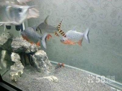 兩條虎魚養(yǎng)還是三條虎魚養(yǎng)：兩條虎魚養(yǎng)好還是三條虎魚養(yǎng)好