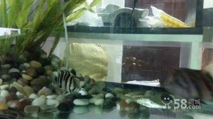 兩條虎魚養(yǎng)還是三條虎魚養(yǎng)：兩條虎魚養(yǎng)好還是三條虎魚養(yǎng)好