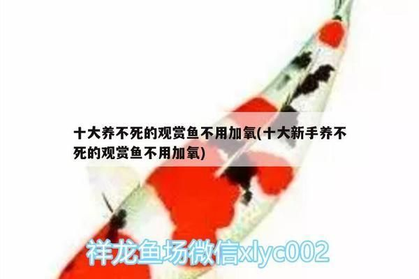 龍魚(yú)要加氧嗎vs祥龍魚(yú)場(chǎng)：祥龍魚(yú)場(chǎng)評(píng)價(jià)如何龍魚(yú)氧氣泵選擇指南龍魚(yú)氧氣泵選擇指南