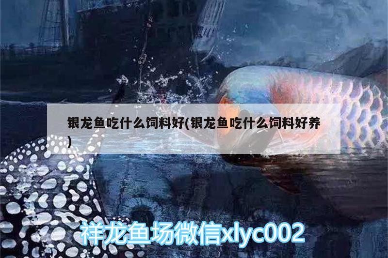 銀龍魚吃什么飼料好(銀龍魚吃什么飼料好養(yǎng))