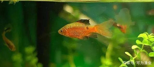 龍魚(yú)飼養(yǎng)技術(shù)要點(diǎn)總結(jié)vs祥龍魚(yú)場(chǎng)：龍魚(yú)飼養(yǎng)技術(shù)要點(diǎn)