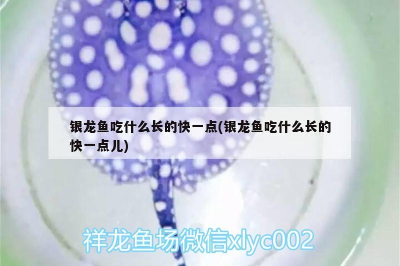 銀龍魚吃什么長的快一點(diǎn)(銀龍魚吃什么長的快一點(diǎn)兒)