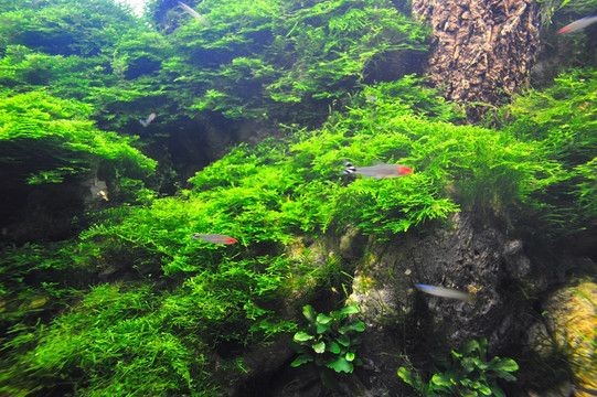 大魚魚缸造景圖案設(shè)計(jì)：大魚魚缸造景圖案設(shè)計(jì)是一項(xiàng)細(xì)致且富有創(chuàng)造力的工作