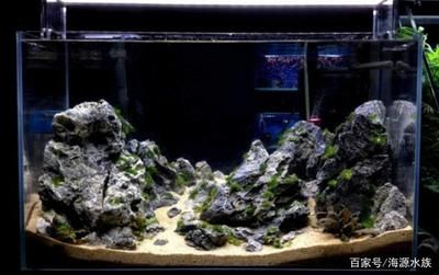 大魚魚缸造景圖案設(shè)計(jì)：大魚魚缸造景圖案設(shè)計(jì)是一項(xiàng)細(xì)致且富有創(chuàng)造力的工作