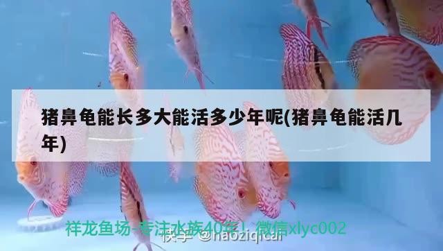 豬鼻龜能長(zhǎng)多大能活多少年呢(豬鼻龜能活幾年)