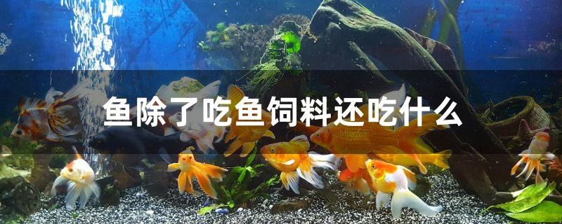 魚除了吃魚飼料還吃什么