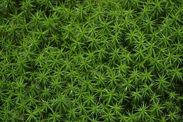 紅龍魚是不是都過背紅：紅龍魚是否都是過背紅的