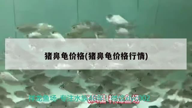 豬鼻龜價格(豬鼻龜價格行情)