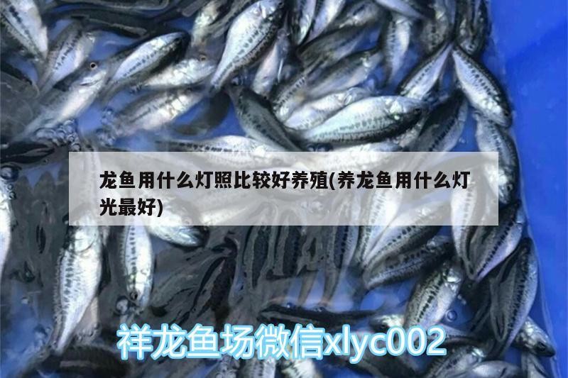 龍魚用什么燈照比較好養殖(養龍魚用什么燈光最好)