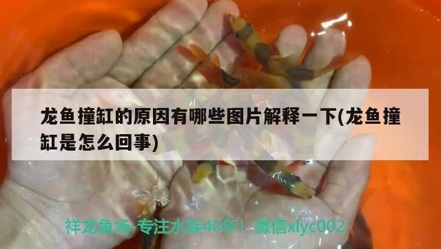 龍魚莫名其妙撞缸了怎么回事vs祥龍魚場：祥龍魚場龍魚撞缸是怎么回事兒:龍魚撞缸是怎么回事 龍魚莫名其妙撞缸了怎么回事vs祥龍魚場：祥龍魚場龍魚撞缸是怎么回事兒:龍魚撞缸是怎么回事 vs祥龍魚場 第1張