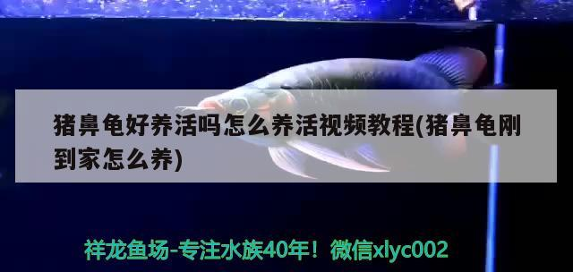 豬鼻龜好養活嗎怎么養活視頻教程(豬鼻龜剛到家怎么養)