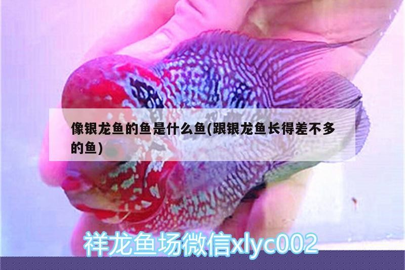像銀龍魚的魚是什么魚(跟銀龍魚長得差不多的魚)
