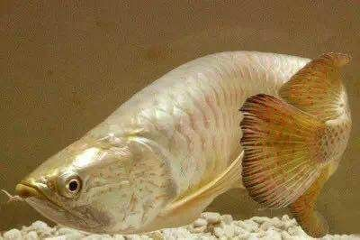 龍魚吃啥長得快vs祥龍魚場：祥龍魚場口碑評價，龍魚飼料品牌推薦