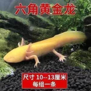 龍魚吃啥長得快vs祥龍魚場：祥龍魚場口碑評價，龍魚飼料品牌推薦