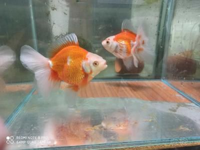 80魚缸可以養幾條泰獅：80魚缸適合養5條泰獅嗎？