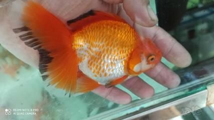 80魚缸可以養幾條泰獅：80魚缸適合養5條泰獅嗎？