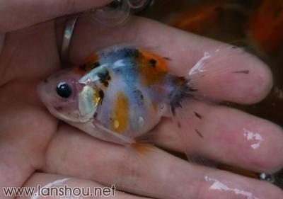 80魚缸可以養幾條泰獅：80魚缸適合養5條泰獅嗎？