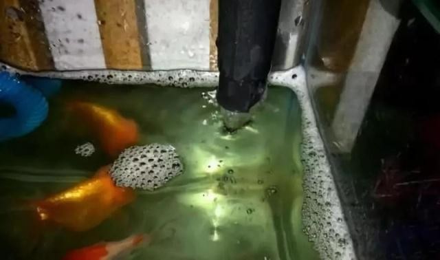 博特魚缸怎么樣好用嗎（博特魚缸怎么樣好用嗎知乎）